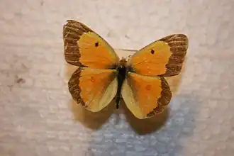 Description de l'image McGeorge Colias eurytheme.JPG.