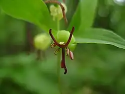 Fleur de Medeola virginiana