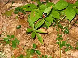 Description de l'image Medeola virginiana two tiered.jpg.