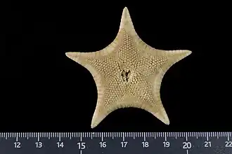 Mediaster setosus