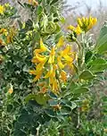 Inflorescences.