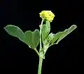 Feuille trifoliée, vue de dessous.