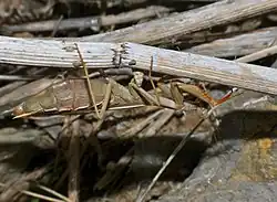 ♀ (Aude)