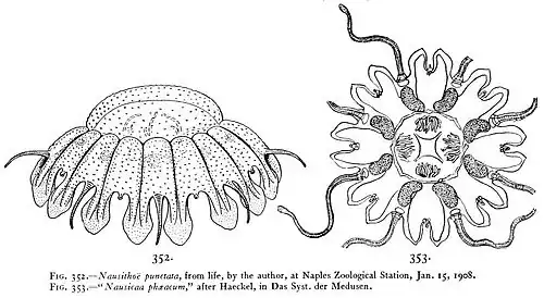 Nausithoe punctata