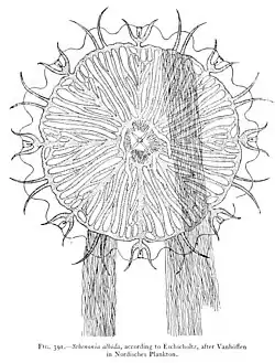 Sthenonia albida