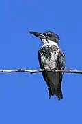 Martin-pêcheur d'Amérique (Megaceryle alcyon)