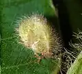 Megacopta cribaria, larve, Georgie (États-Unis)