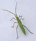 Nymphe
