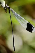 Megaloprepus caerulatus, femelle