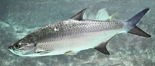 Megalops atlanticus