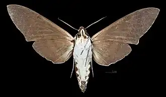 Meganoton analis sumatranus revers du mâle