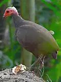 Mégapode des Nicobar