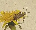 Rhagium (Megarhagium) mordax De Geer, 1775