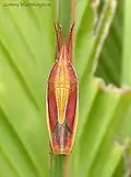 Megarrhamphus truncatus (hémiptère, punaise)