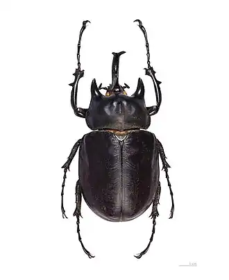 Megasoma actaeon mâle (110&nbsp;mm)