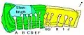 Plan du cairn de Barnenez.