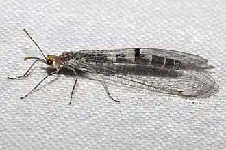 Megistopus flavicornis