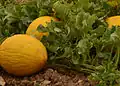 Melon jaune d'Ontinyent.