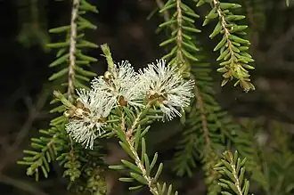 Description de l'image Melaleuca howeana.jpg.