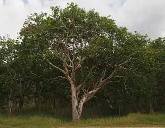 Description de l'image Melaleuca viridiflora.jpg.