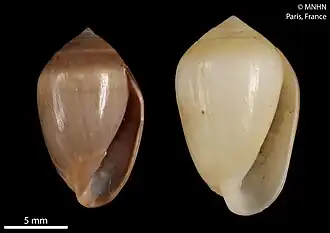 Melampus luteus, un Ellobiidae.