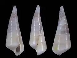 Melanella solidula