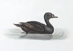 Macreuse noire : Melanitta nigra