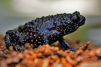 Description de l'image Melanobatrachus indicus.jpg.