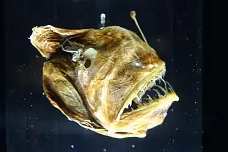 Melanocetus johnsonii conservé dans du formol