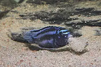 Mâle identifié grâce au déblaiement d'une cavité de reproduction dans son territoire.