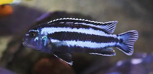 Pseudotropheus cyaneorhabdos
