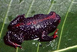 Description de l'image Melanophryniscus dorsalis02.jpg.