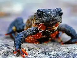 Grenouille Melanophryniscus, espèce symbolique du parc