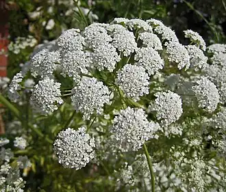 Ombelle fleurie.