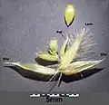 Épillet.