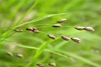 Description de l'image Melica uniflora (2320282531).jpg.