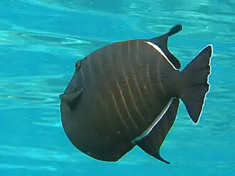 Melichthys indicus