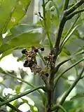 Fruits de Melicope denhamii en culture à Cayenne.