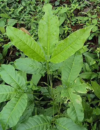 Melicope lunu-ankenda (autre plante-hôte)