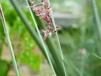 Description de l'image Melinis nerviglumis syn. Rhynchelytrum setifolium 1.jpg.