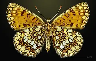 △ Revers ♀