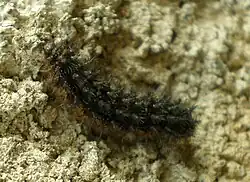 Chenille.