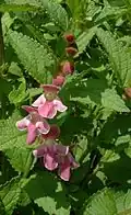 Fleurs roses et feuilles