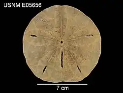 Mellita tenuis