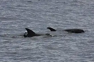 Dauphins d'Électre en mer de Bohol.
