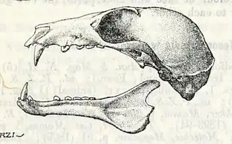Description de l'image Melonycteris woodfordi.jpg.