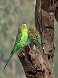 Type sauvage de Perruche ondulée (Melopsittacus undulatus).