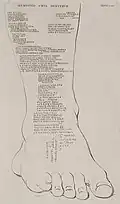 Jambe droite, transcription (1743).