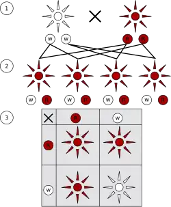 Première et deuxième lois :1 - Croisement de pois à fleurs rouges avec des pois à fleurs blanches (tous deux homozygotes pour ce trait, WW et RR).2 - Génération F1 : tous les individus sont rouges car l'allèle rouge est dominant et le blanc est récessif). Alors que les parents étaient tous deux homozygotes (respectivement WW et RR), toute la F1 est hétérozygote (RW).3 - Génération F2 : les formes rouges et blanches montrent un rapport de 3:1.
