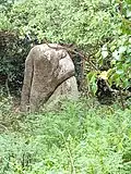 Menhir de Quélarn dans son environnement au printemps